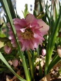 Hellebore