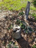 Bottom of the Shade Garden