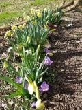 Top of the Shade Garden