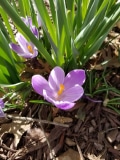 King of the Striped crocus