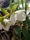 White hellebore
