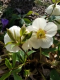 White hellebore