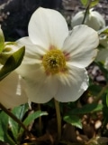 White hellebore