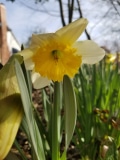 Daffodil