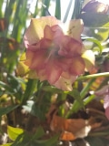 Hellebore