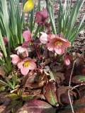 Hellebore