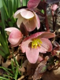 Hellebore