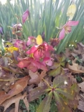 Hellebore