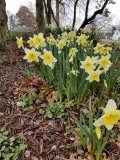 Shade Garden