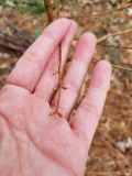 Dawn Redwood starting to leaf