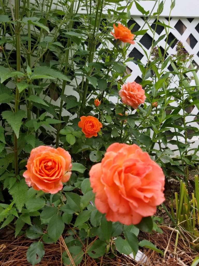 Adobe Sunrise Floribunda Rose Bush