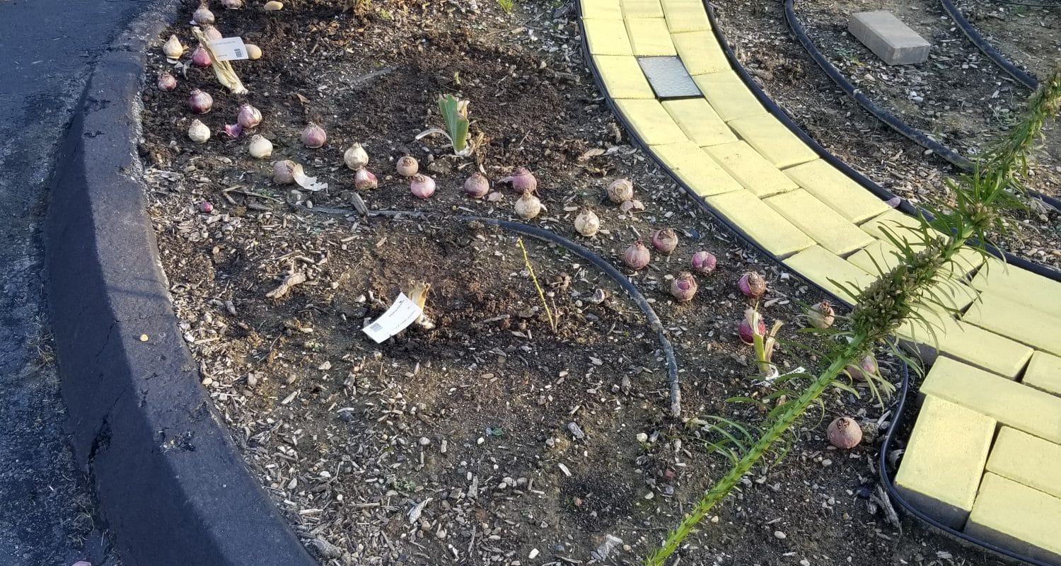 Bulb Placement Hyacinth bulbs being placed for planting.