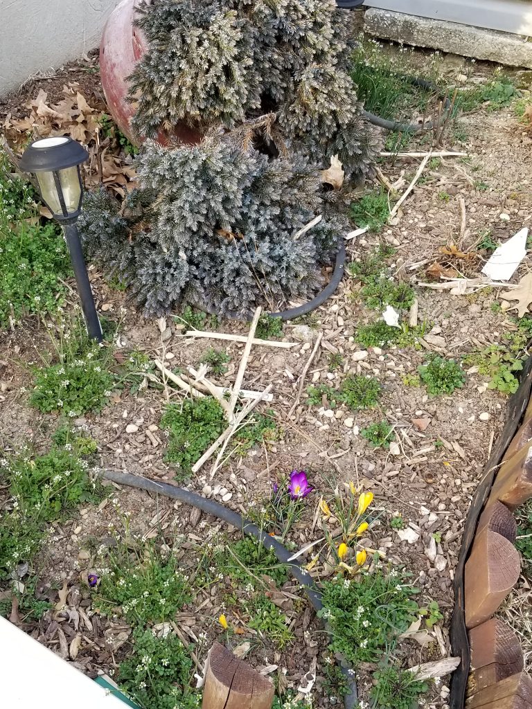 Evergreens need to be transplanted