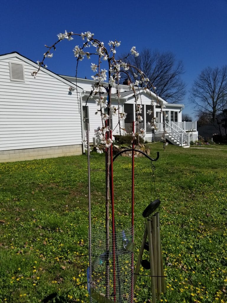 Weeping cherry tree in bloom