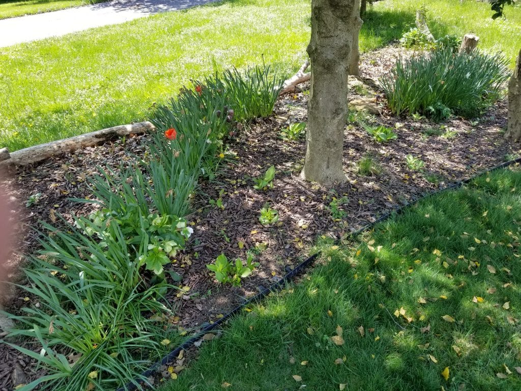 After the daffodils