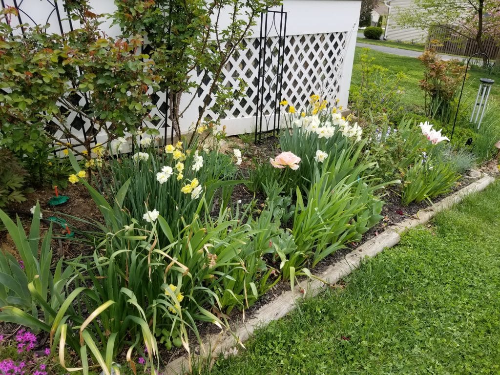Tulips and daffodils