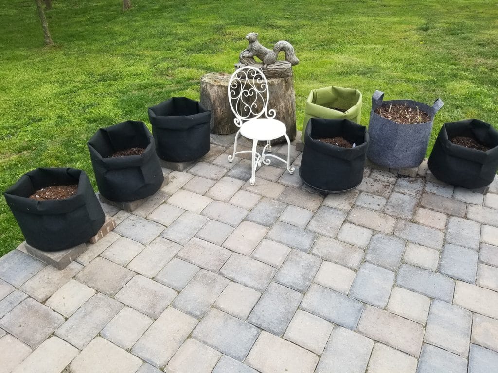 Grow bags on the Patio