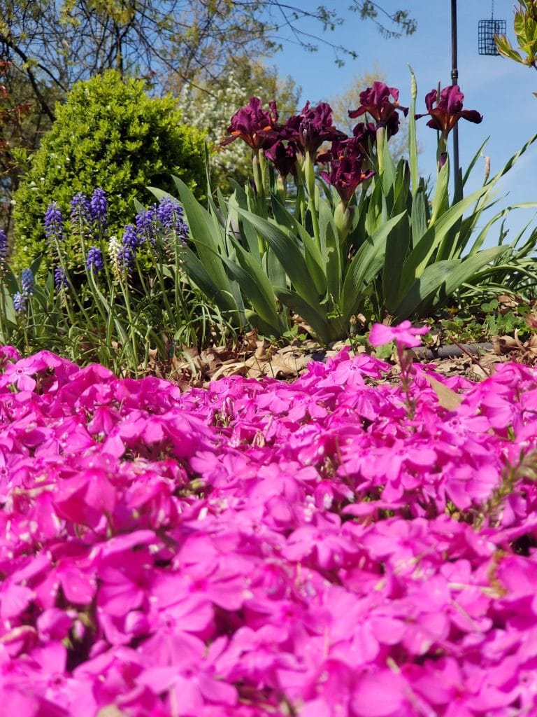 Iris and creeping phlox