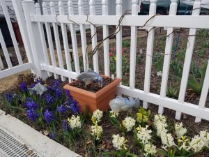 The hyacinth color goes from white to dark blue