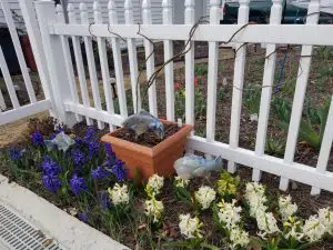 The hyacinth color goes from white to dark blue